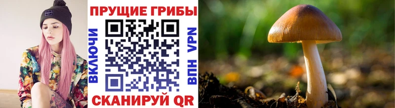 даркнет сайт  Мичуринск  Псилоцибиновые грибы Magic Shrooms 